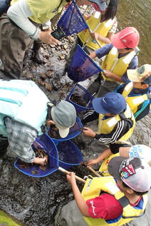 川の生き物観察会1